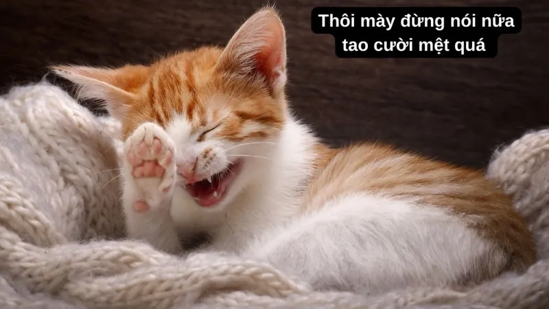 Mặt cười icon ảnh meme cute ngộ nghĩnh, tải ngay