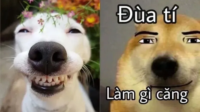 meme hài 33