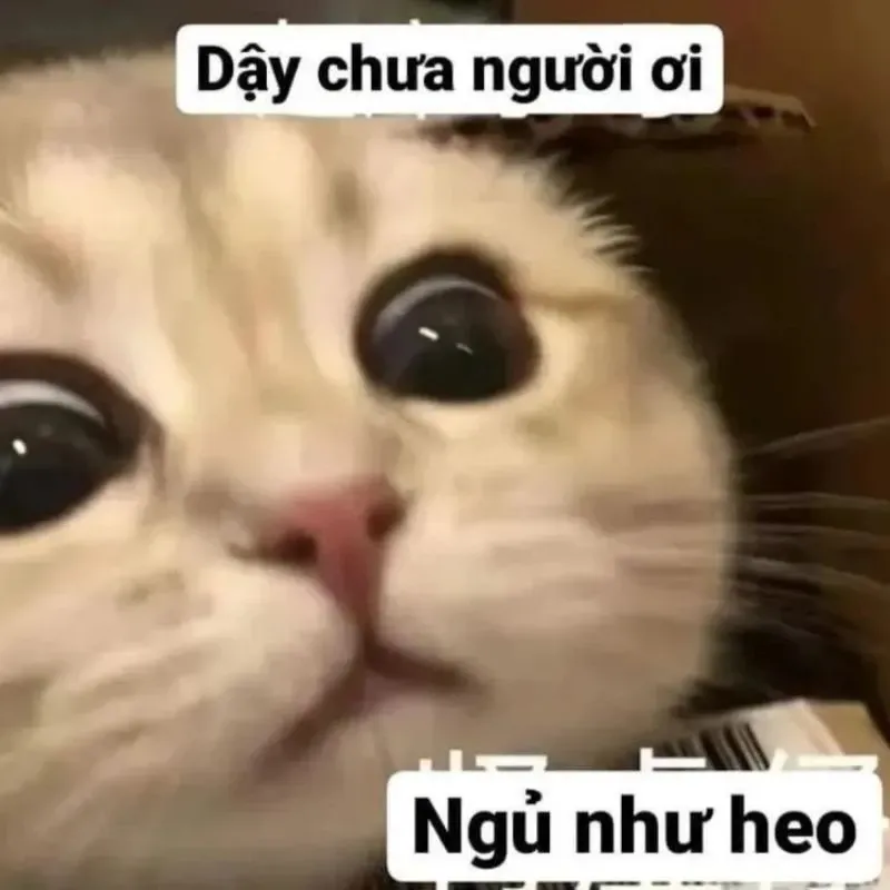 meme hề 25