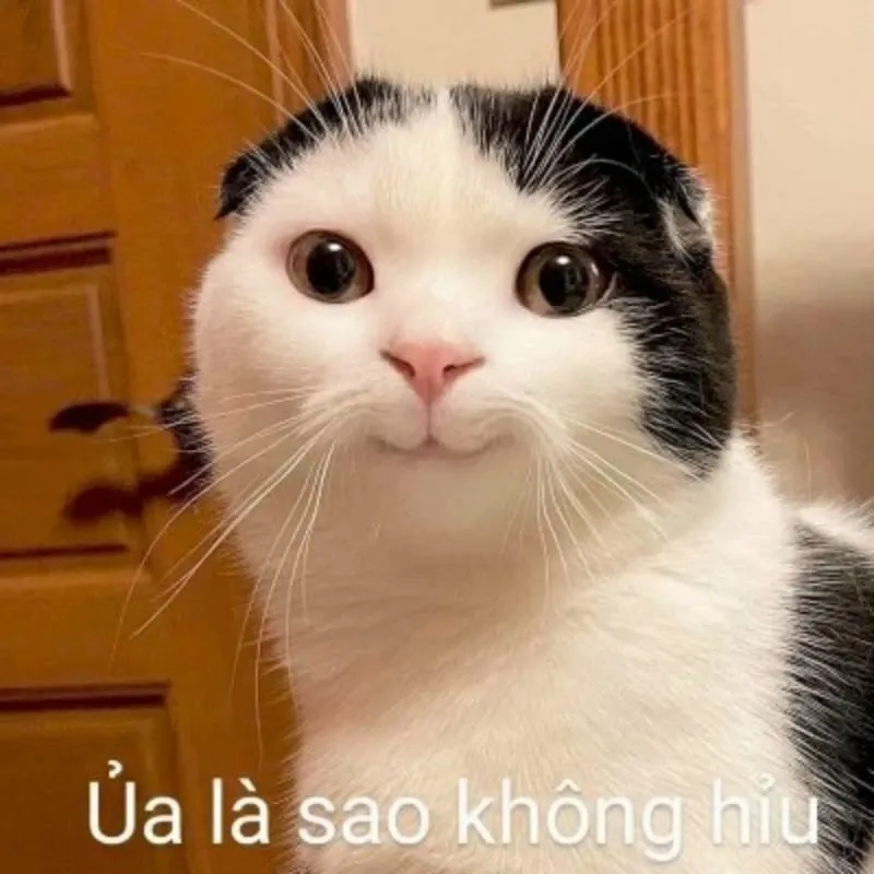 meme hề 43