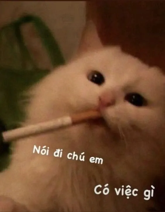 meme nhắn tin 15